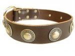 Classy Decorated Leather Collar with Nickel-plated Conchos