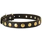 German Shepherd Leather Collar With Attractive Brass Circles