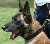 Braided Leather German Shepherd Choke Collar