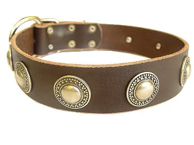 Classy Decorated Leather Collar with Nickel-plated Conchos