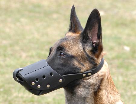 Everyday leather dog muzzle for German Shepherd